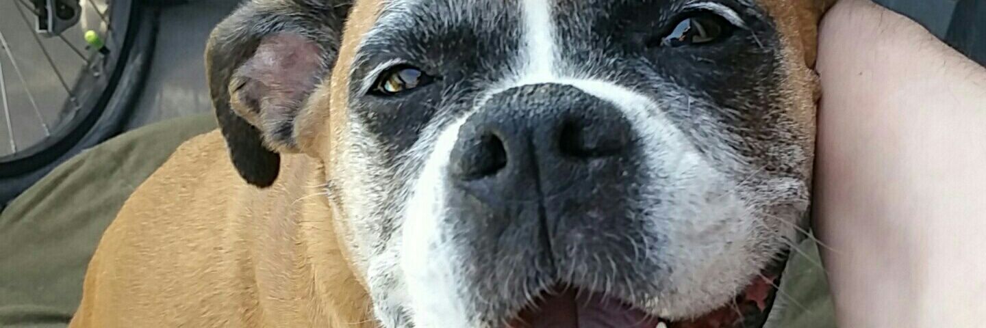 jrokknrolla's profile banner image