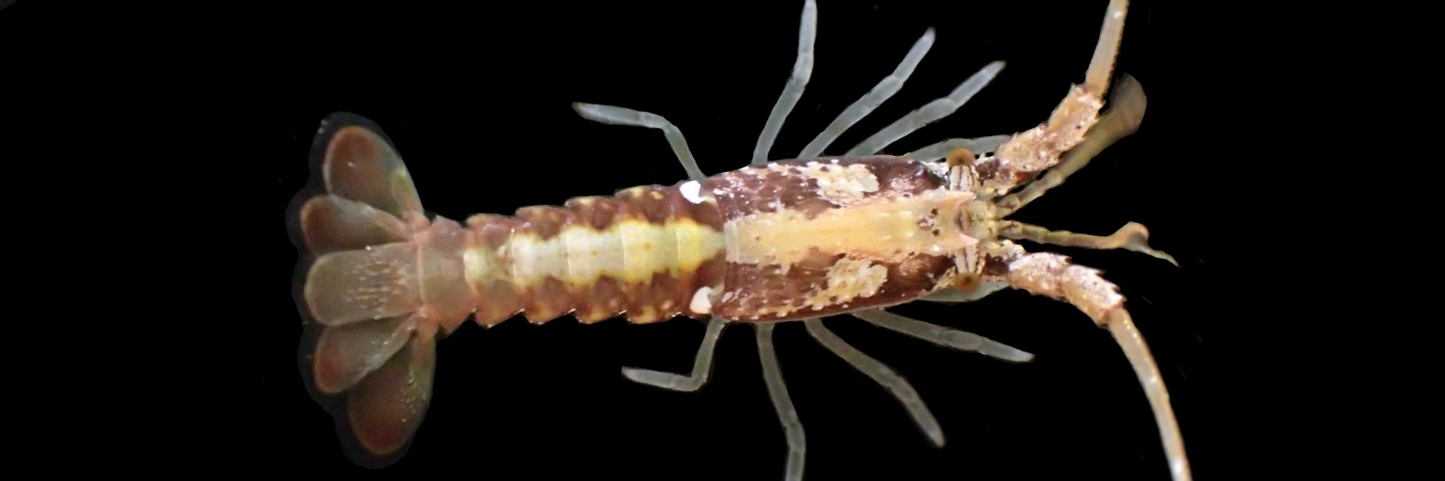 Kaitlyn Lowder, PhD banner