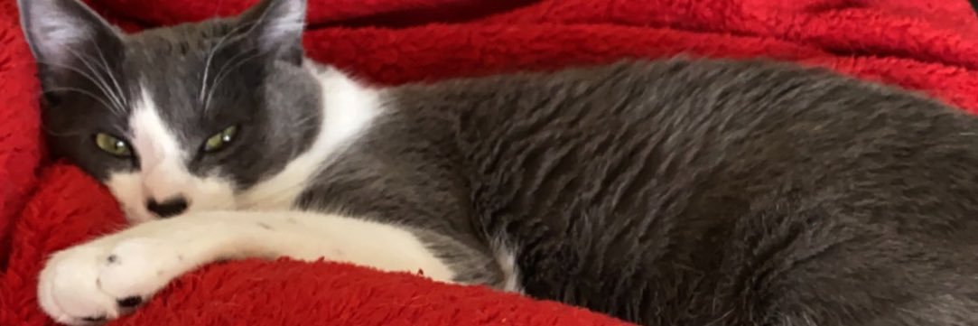 SammyB1006's profile banner image