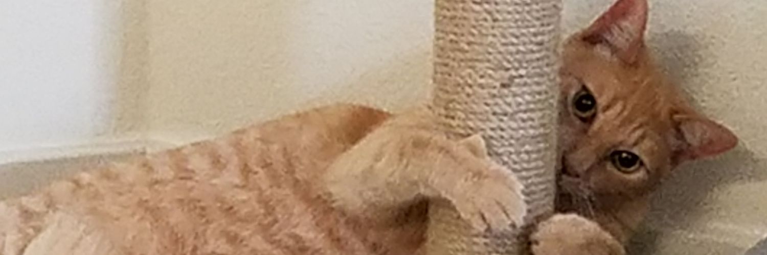 shock1203's profile banner image