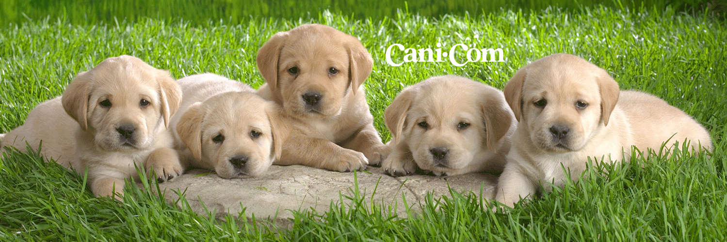Cani_com's profile banner image