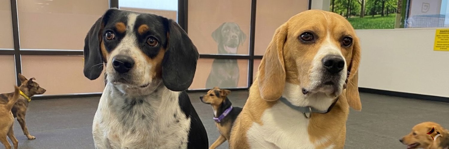 Nick Losciuto banner