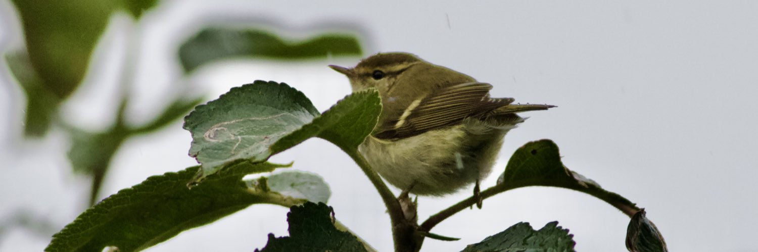 Mark Robanson banner