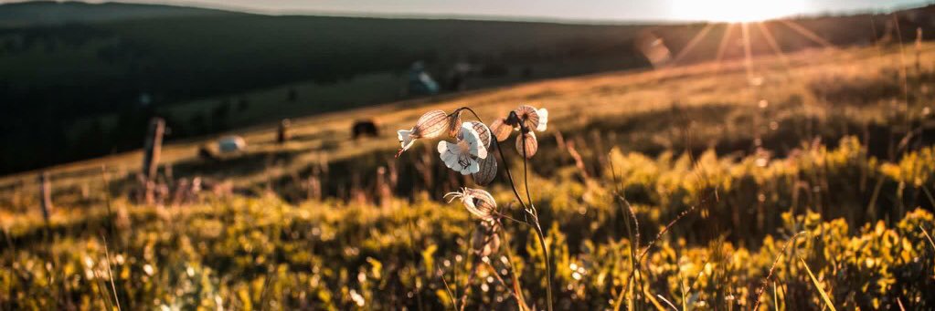 saboreshop's profile banner image