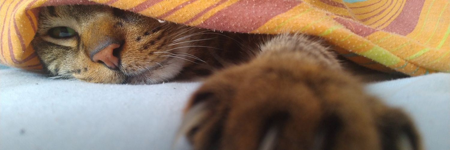 DavidMBastit's profile banner image