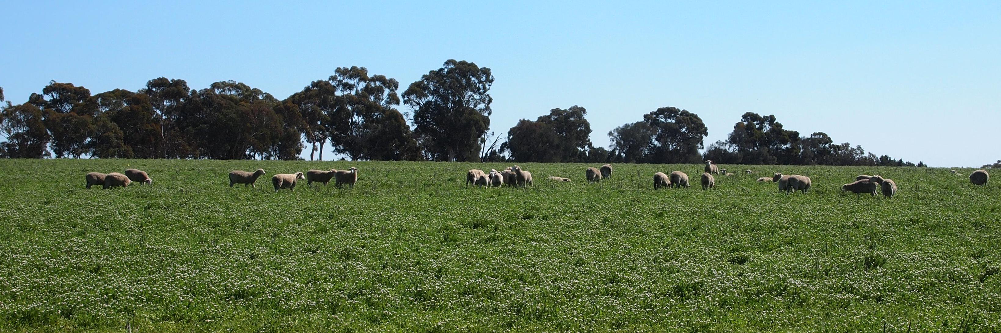 Sofie De Meyer banner