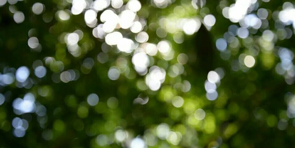 sofitaraborelli's profile banner image