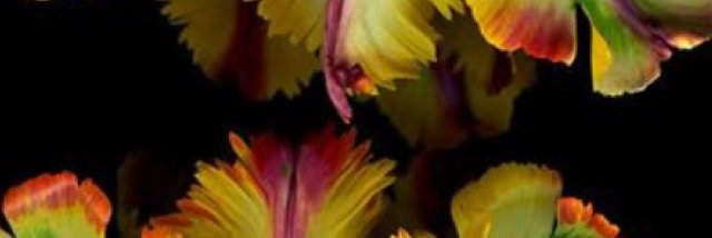 laubamo's profile banner image