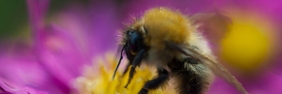 Magic_in_Macro's profile banner image