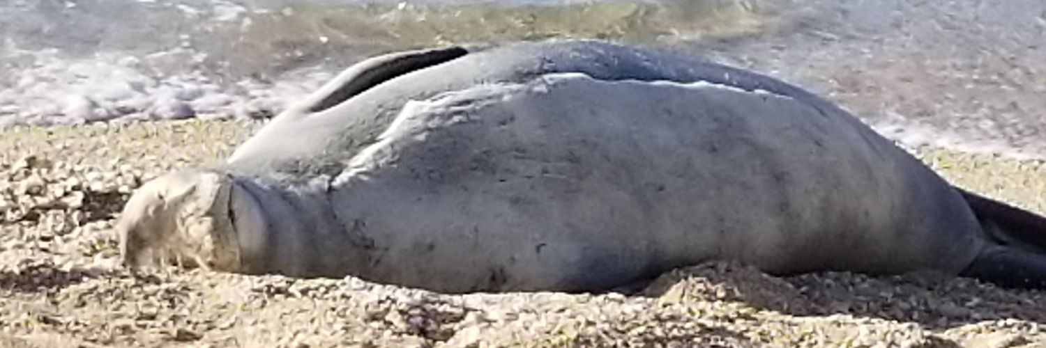 Just Darwin Tings banner