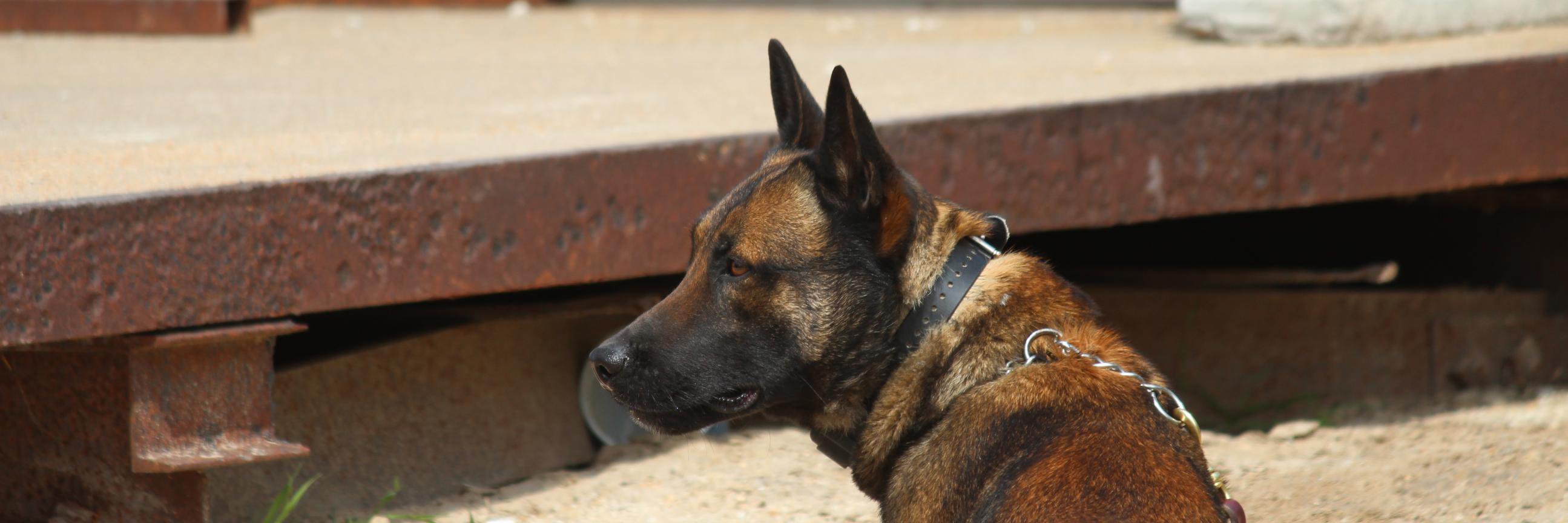 KsPoliceDogs's profile banner image