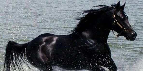 alshamry2012's profile banner image