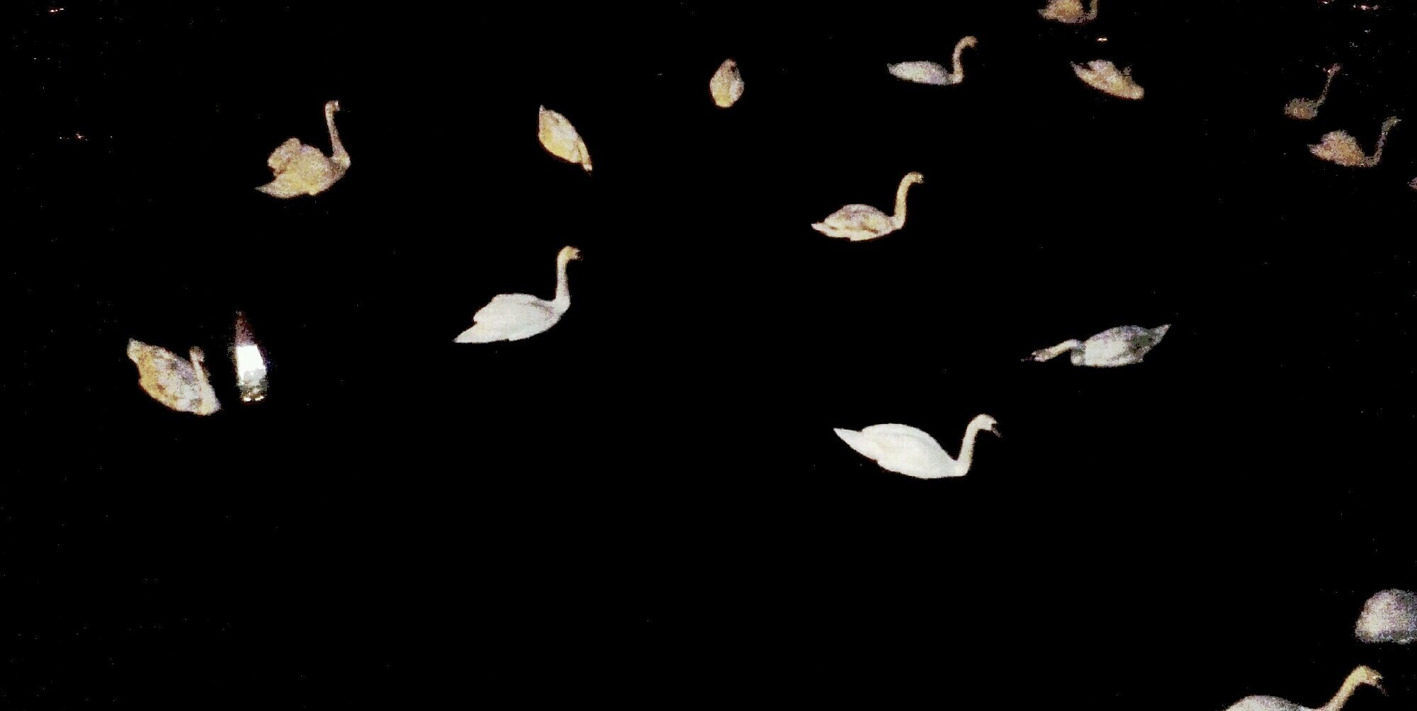 Galalioli's profile banner image