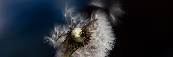 SaraCapuzzo Profile Banner