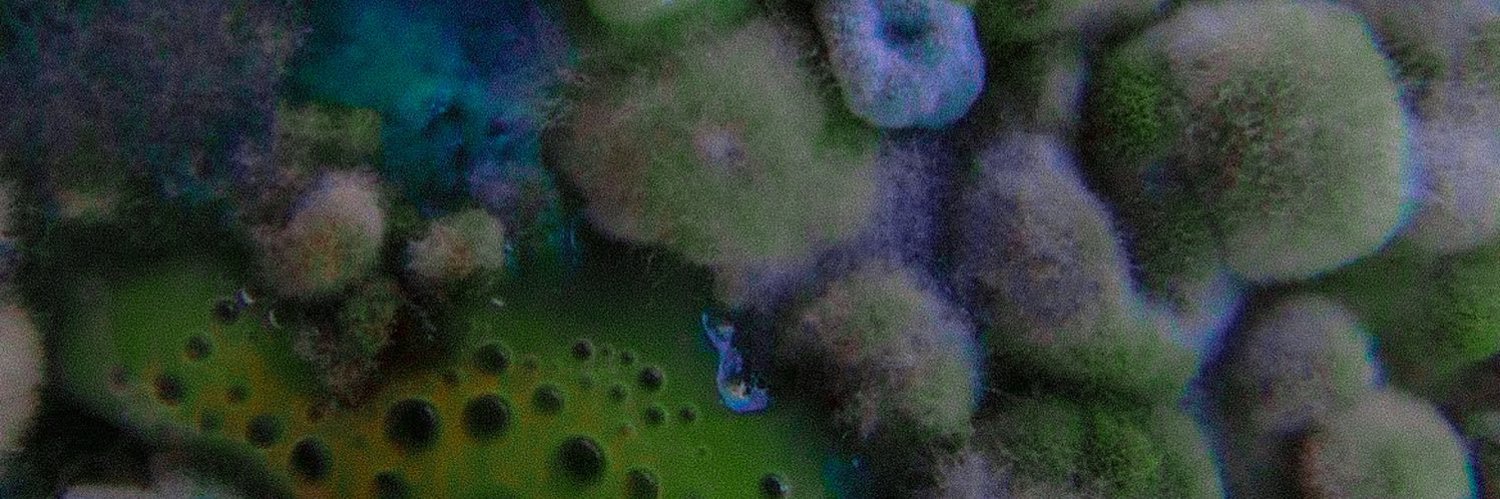 faeryindisguise's profile banner image