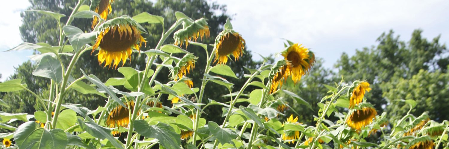 Amy_Lyn_5's profile banner image