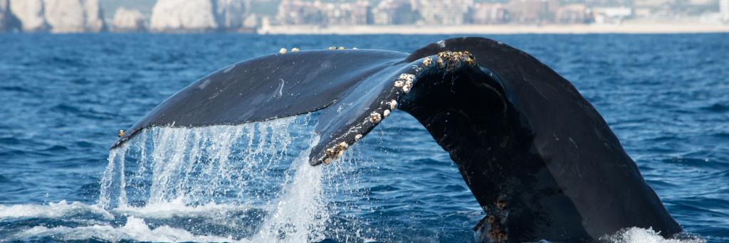 Whale Watch Cabo banner