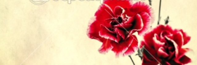 Allison_Prats's profile banner image