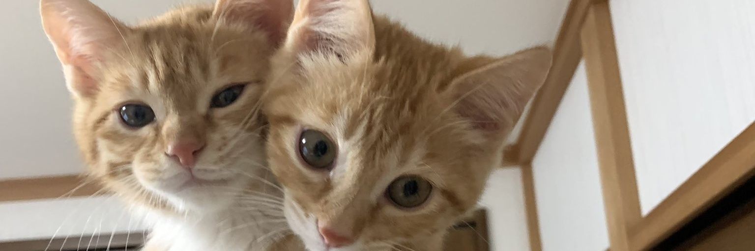 rmklcs's profile banner image