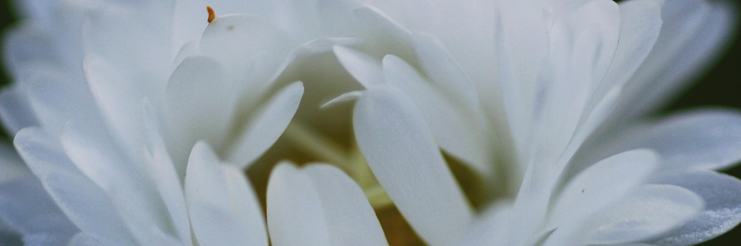 WesterlundLotta's profile banner image