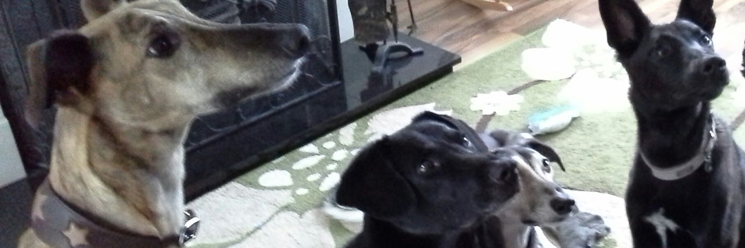 we3hounds's profile banner image