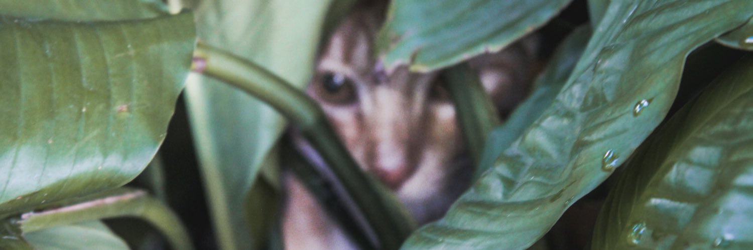 SKhamtean's profile banner image