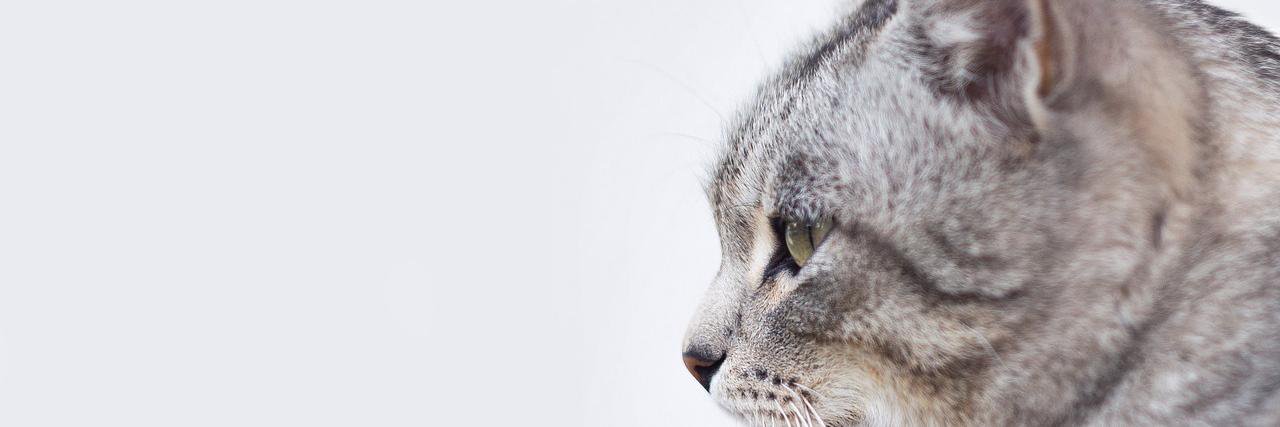 CafeMeowNW's profile banner image