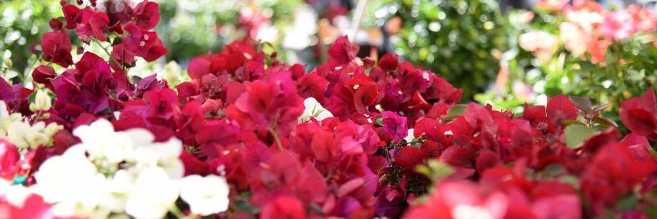 ModicaFlower's profile banner image