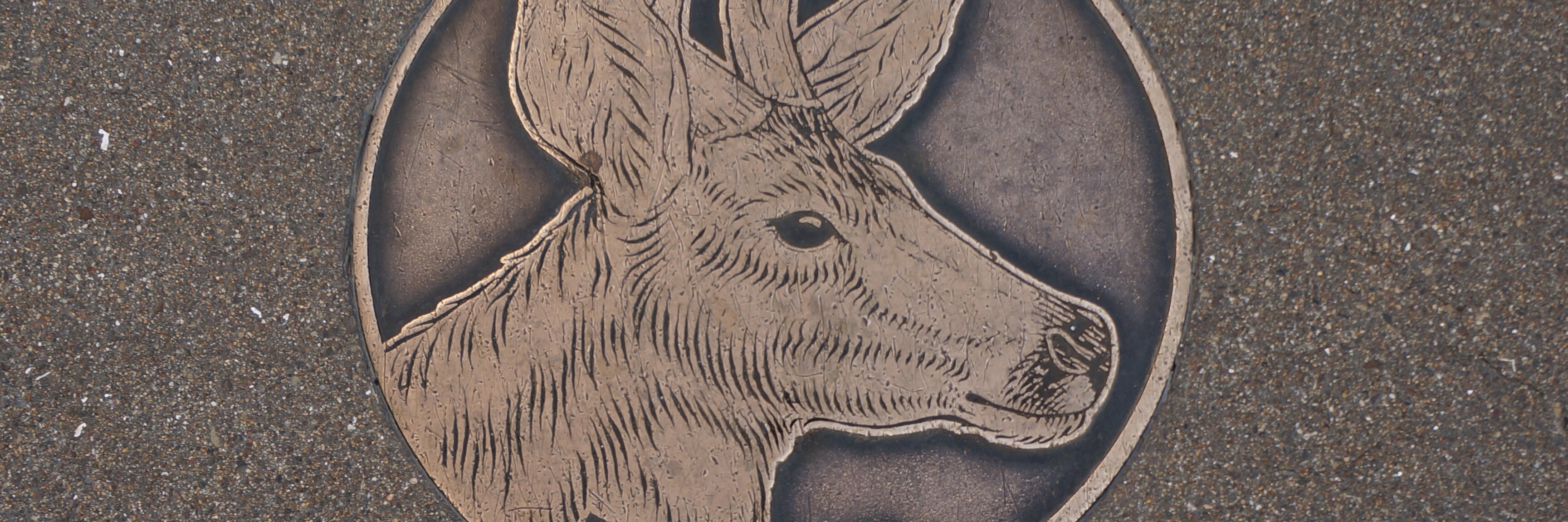 chelledoell's profile banner image