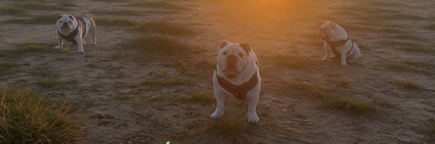 Tom ⚒ Max 🎱🫧🫧 banner