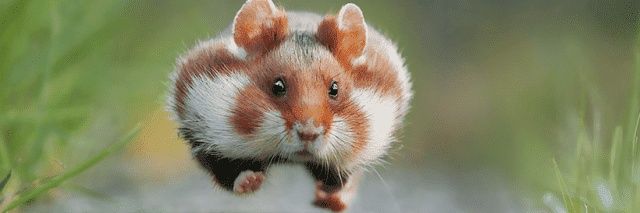 ann__hamster's profile banner image
