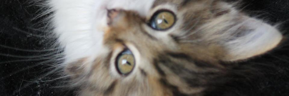 katbox4's profile banner image