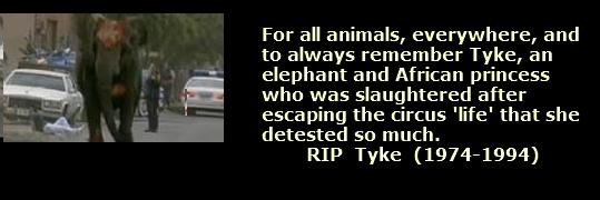 inmemoryoftyke's profile banner image