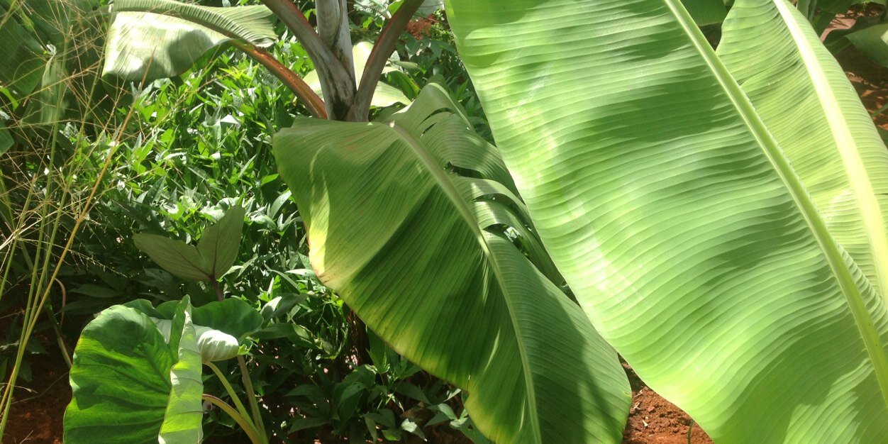 MSalimu's profile banner image