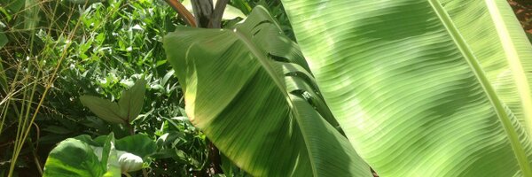 MSalimu Profile Banner