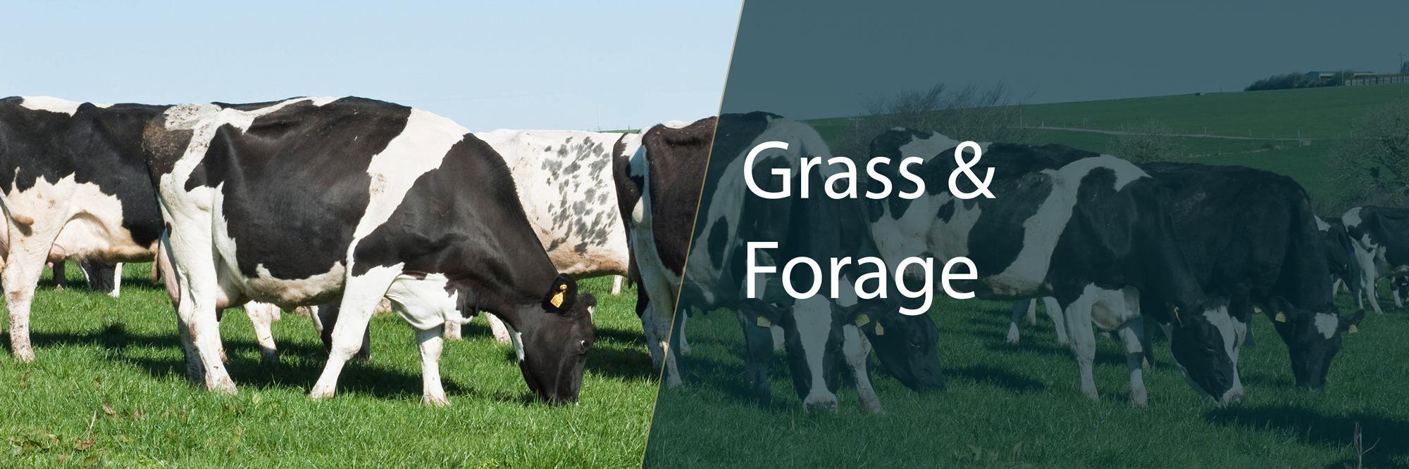 GCGrassForage's profile banner image