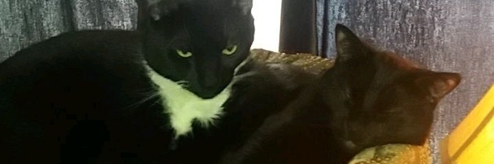 DiemondPrincess's profile banner image