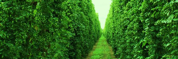 IPABEER Profile Banner