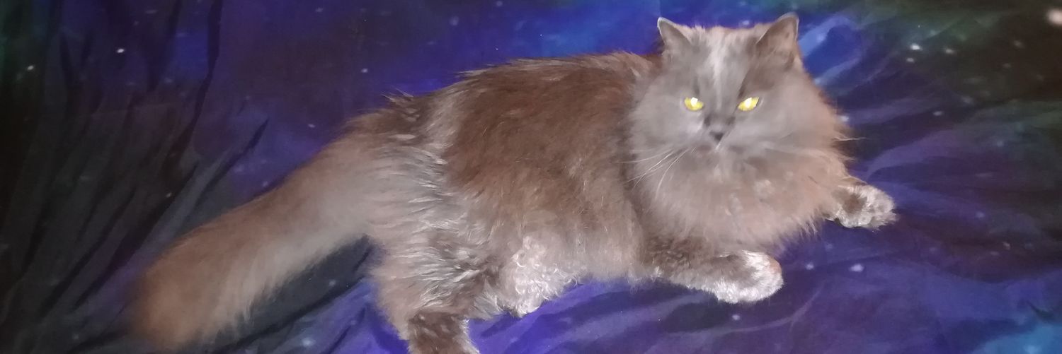 TehRealKitty's profile banner image