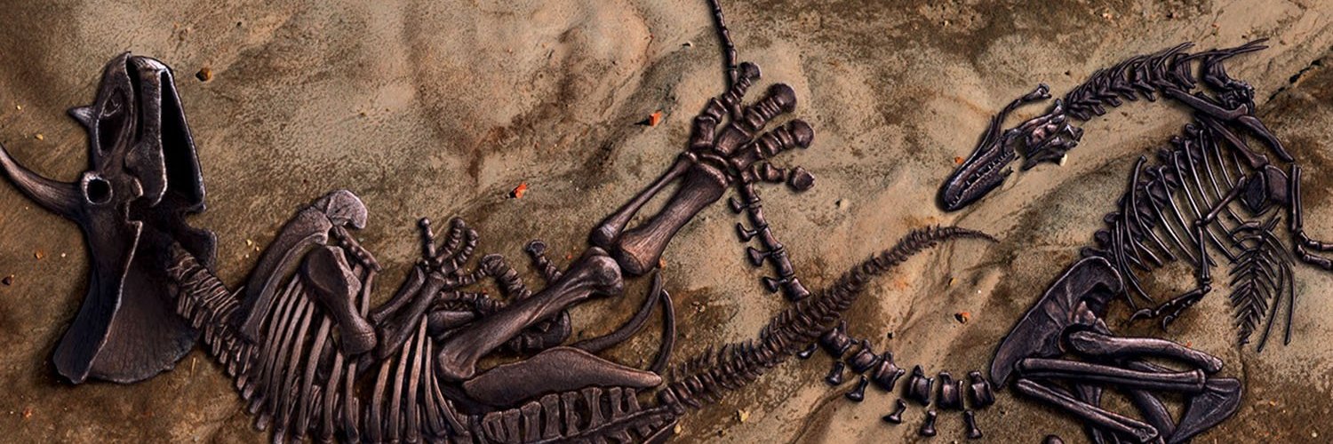 Derai Phalaenopsis banner