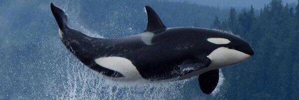Prayfordolphins's profile banner image