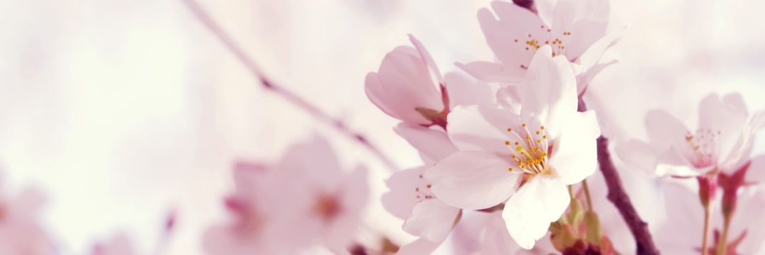 LoveForMyOppai's profile banner image