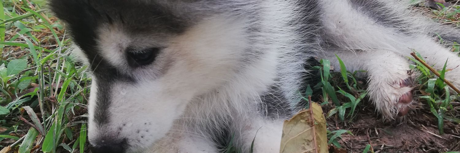 auchy_k's profile banner image