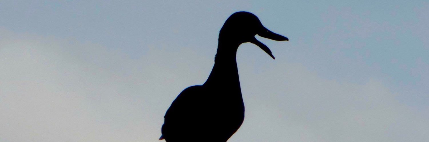 Olivia Robinson banner