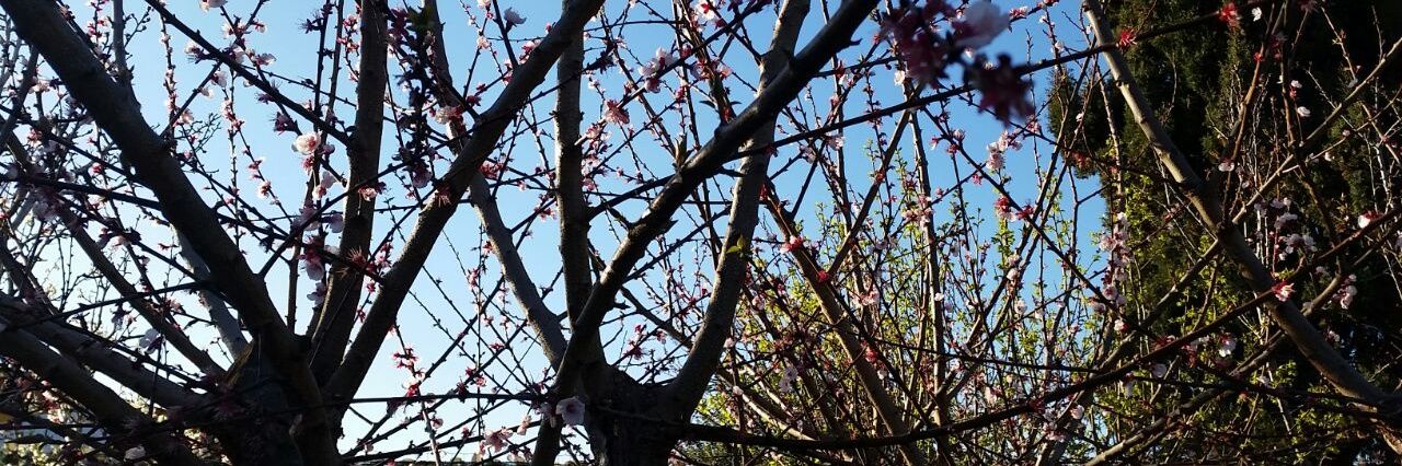 Marco Borrello banner