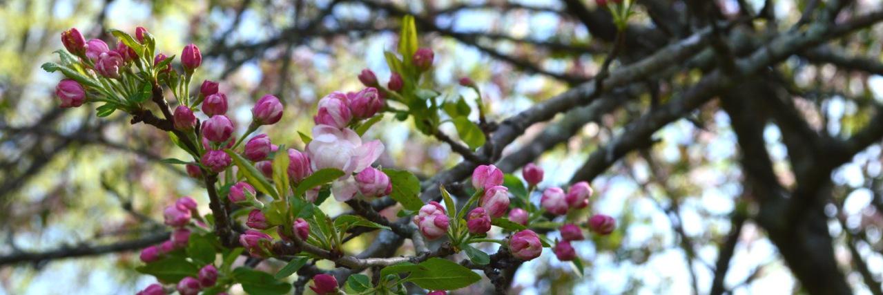 Patsi B. Trollinger banner