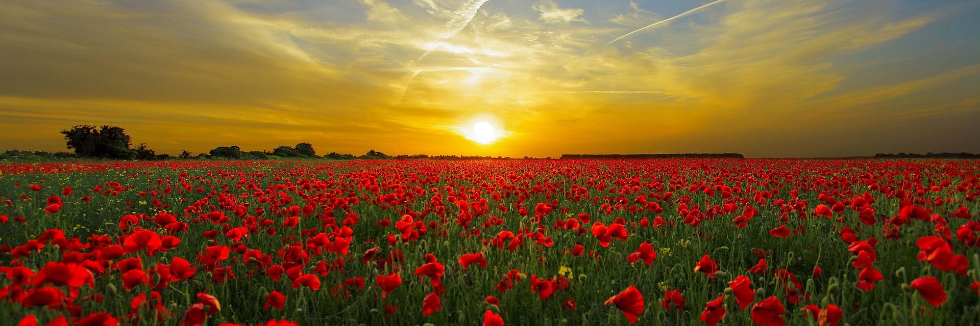 sfo_cornwall's profile banner image