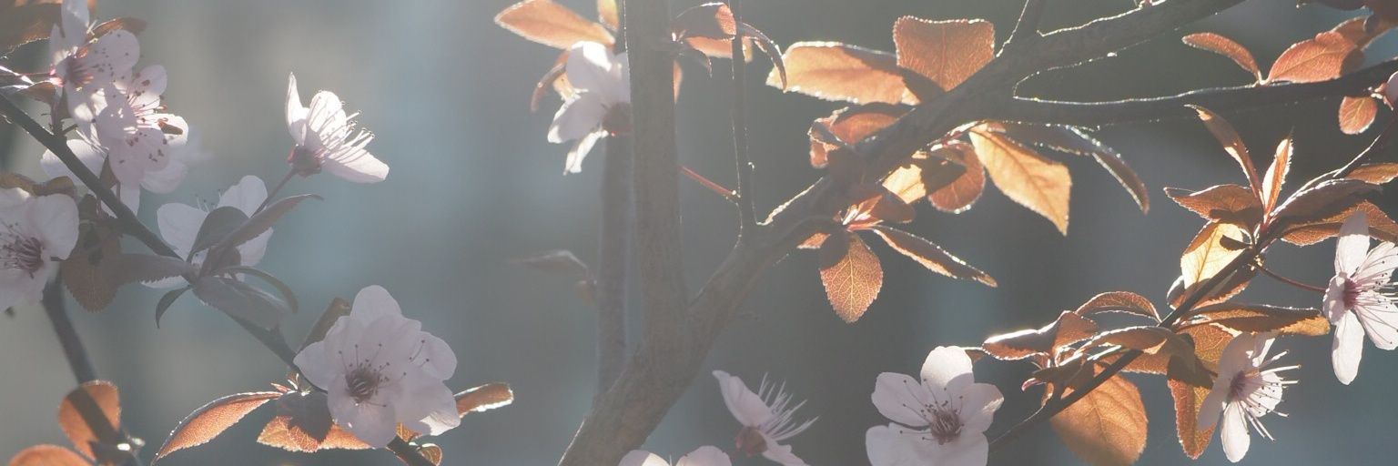 Bel! banner