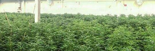 CannabisFunnels's profile banner image