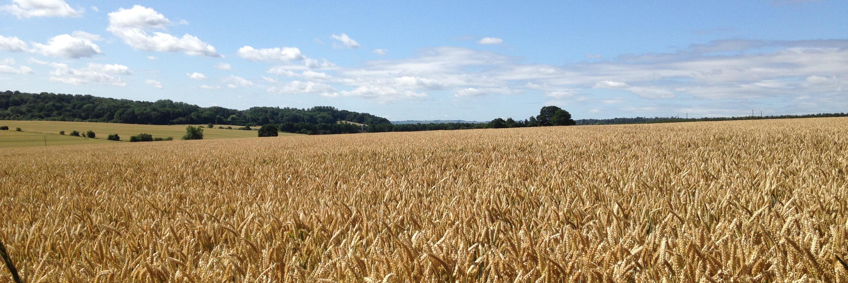 Bond Brews Ltd banner